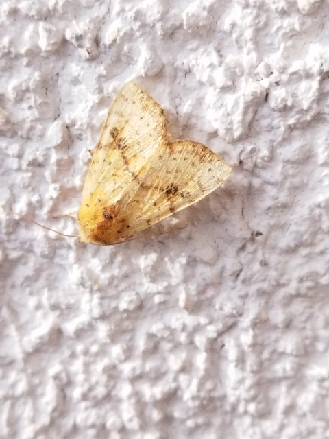 Tiliacea sulphurago - kénes sárgabagoly