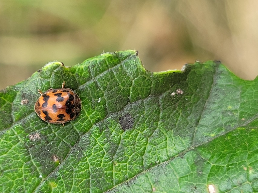 Subcoccinella vigintiquatuorpunctata - lucernaböde