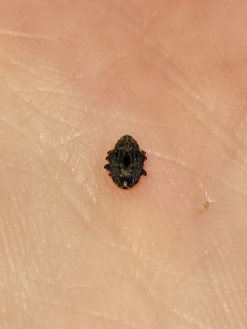 Stenocarus cardui - pipacsgyökér-ormányos