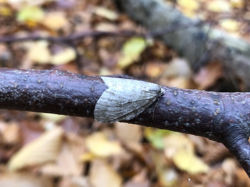 Epirrita christyi/dilutata