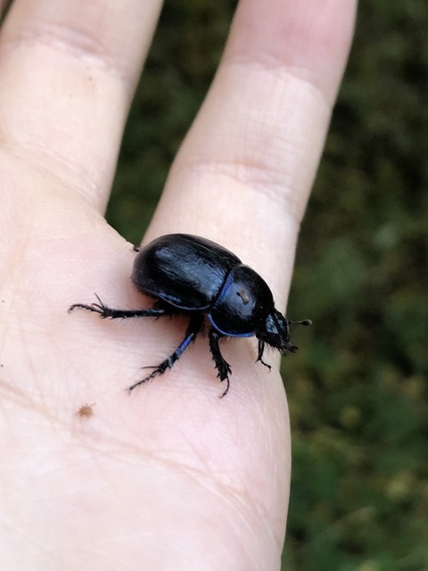 Anoplotrupes stercorosus - erdei álganéjtúró