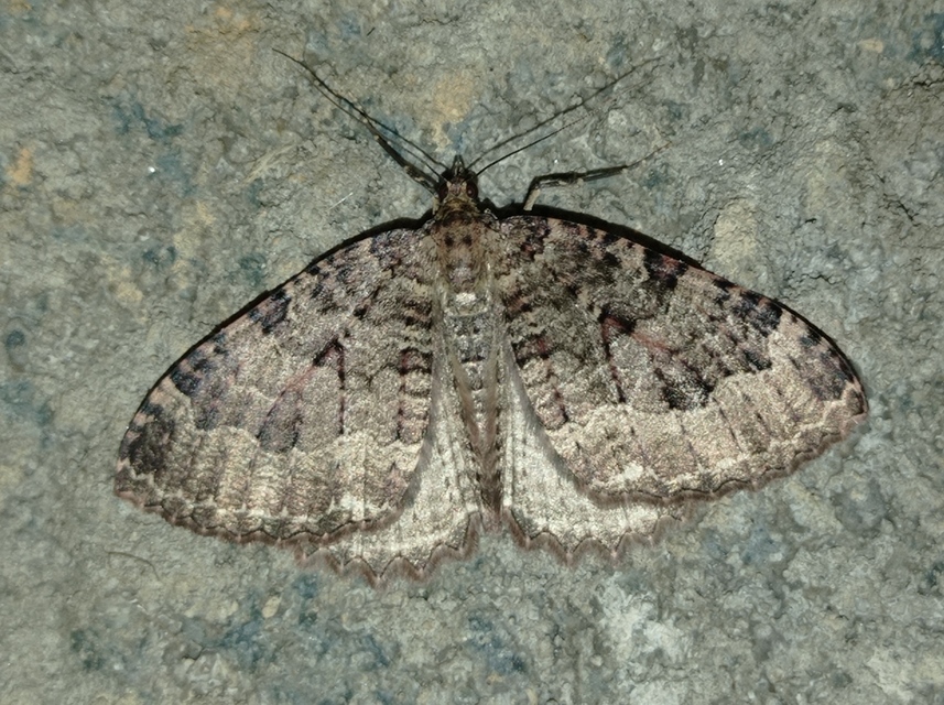 Triphosa dubitata - kutyabenge-araszoló