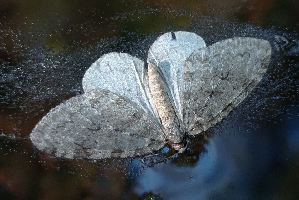 Epirrita christyi/dilutata