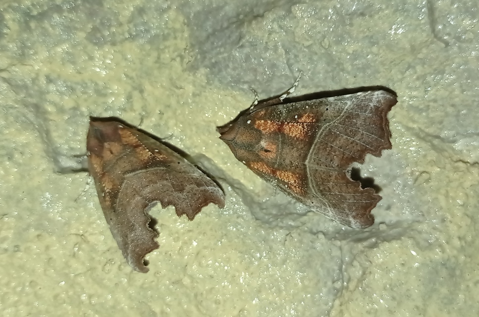 Scoliopteryx libatrix - vörös csipkésbagoly