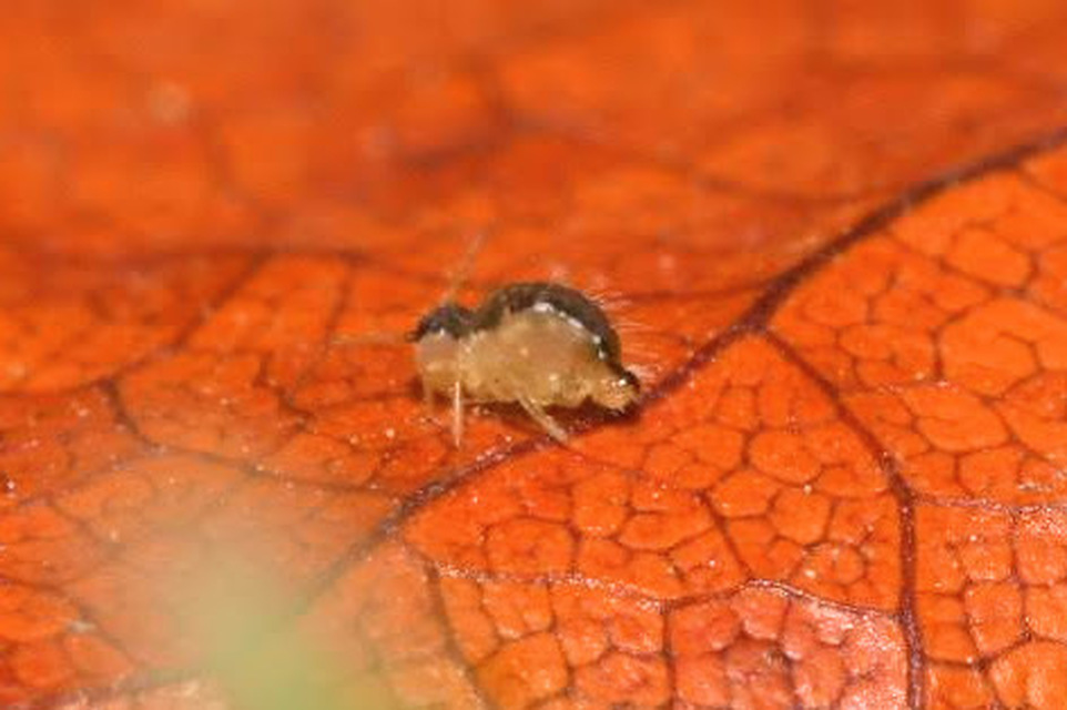 Sminthurus maculatus