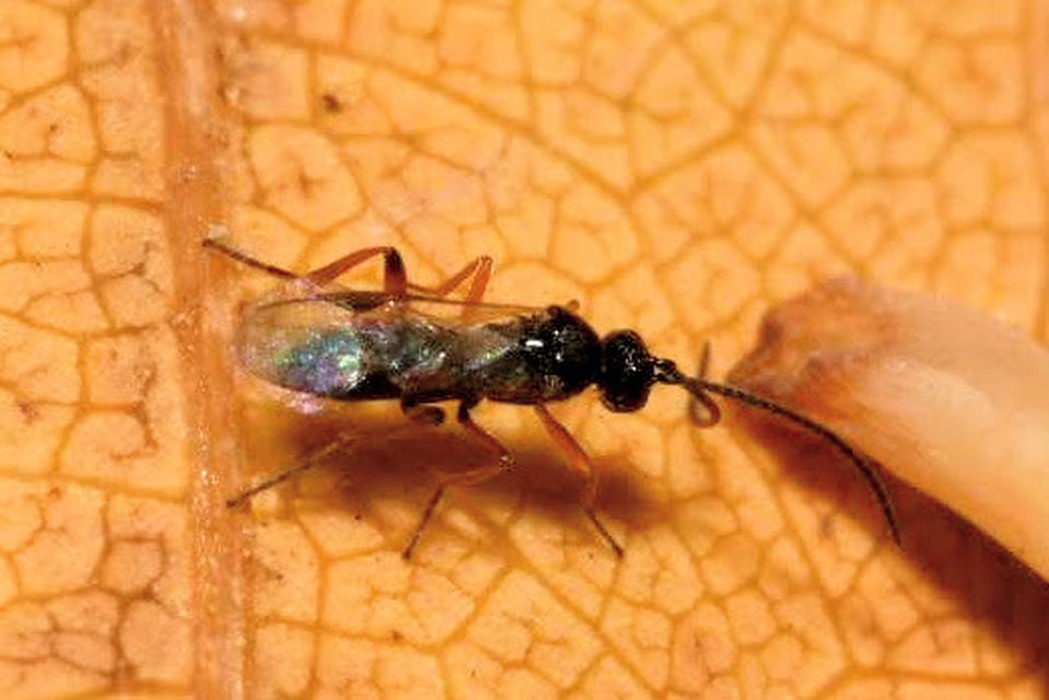 Cotesia