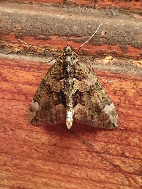 Chloroclysta siterata - salátazöld araszoló