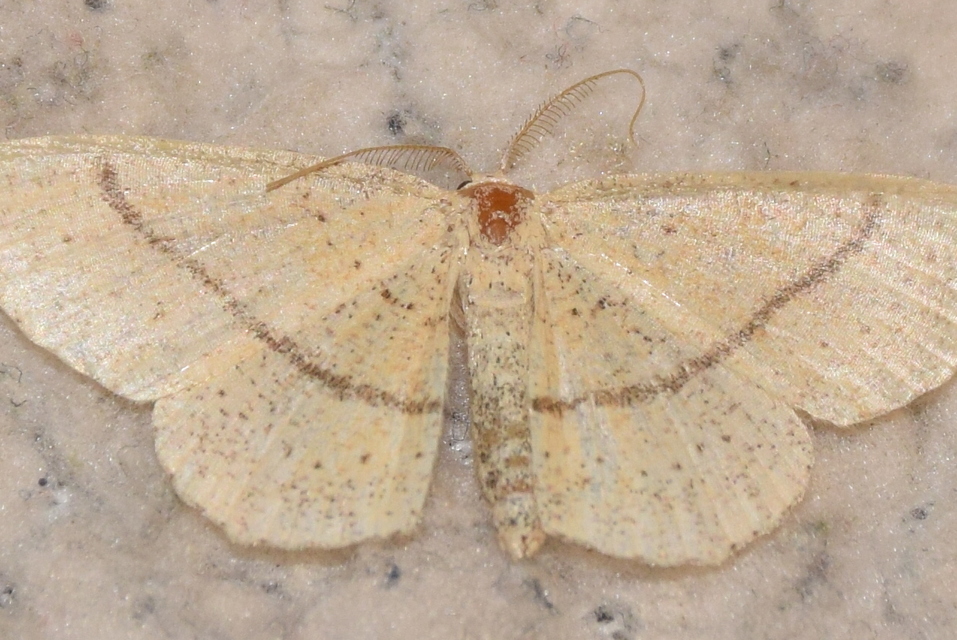 Cyclophora punctaria - sávos pettyesaraszoló