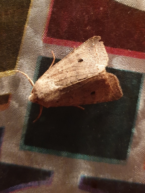 Leptologia lota - kecskefűz-őszibagoly