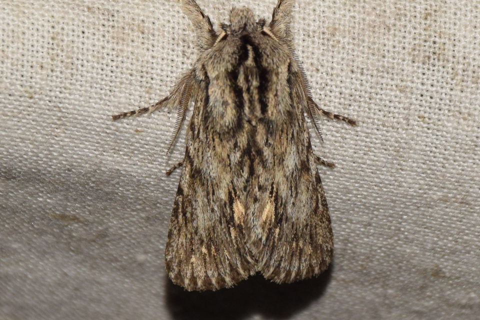 Asteroscopus sphinx - csillagnéző bundásbagoly