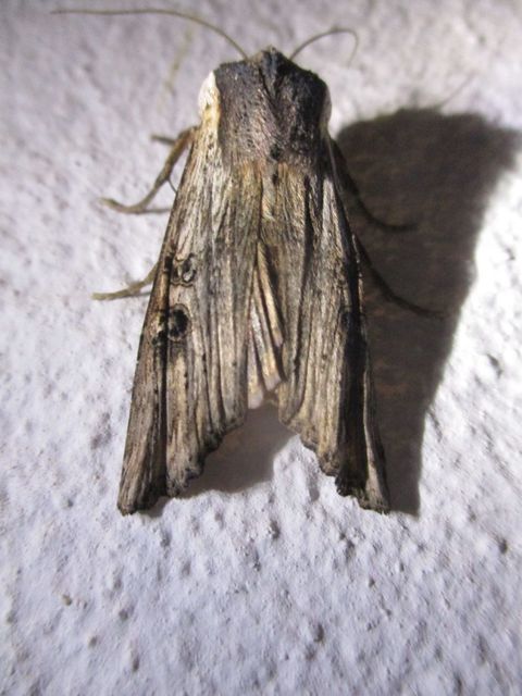 Xylena exsoleta - szürke fabagoly