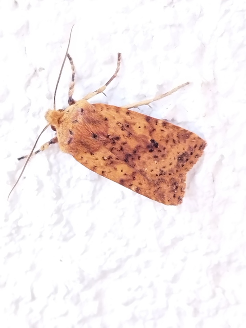 Conistra rubiginea - vörös őszibagoly