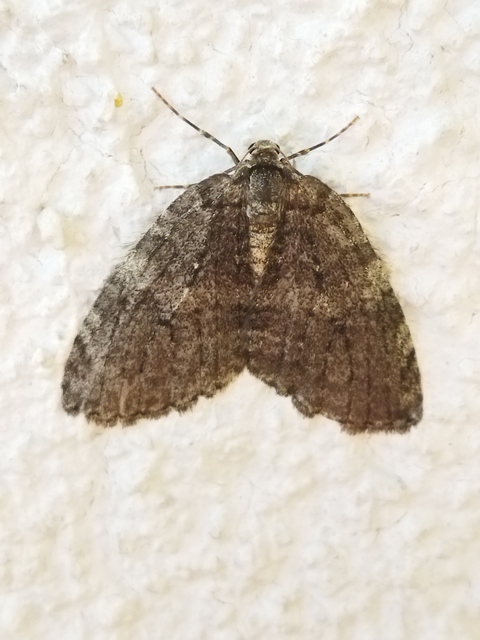 Epirrita christyi/dilutata