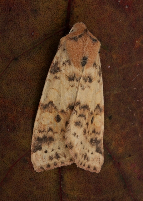 Cirrhia gilvago - foltos sárgabagoly