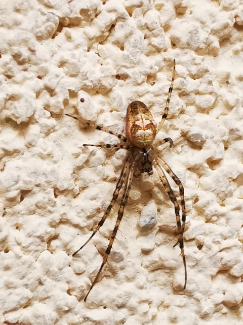 Metellina segmentata/mengei