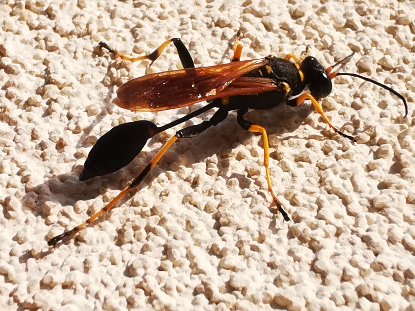 Sceliphron caementarium - feketenyelű lopódarázs