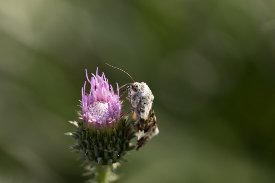 Acontia lucida - fehér nappalibagoly