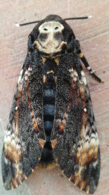 Acherontia atropos - halálfejes lepke