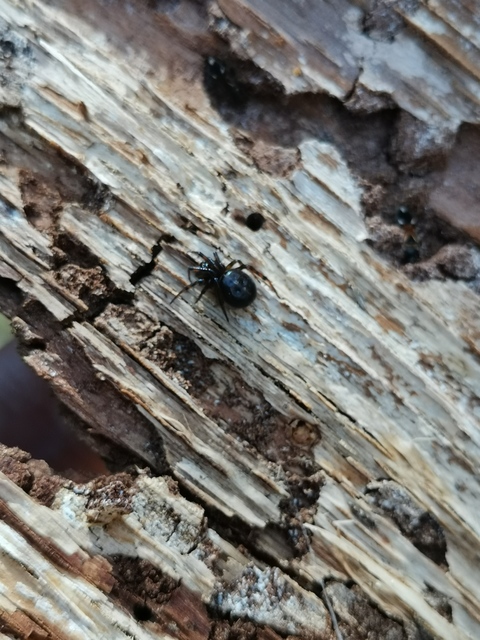 Steatoda bipunctata - kétpettyes faggyúpók