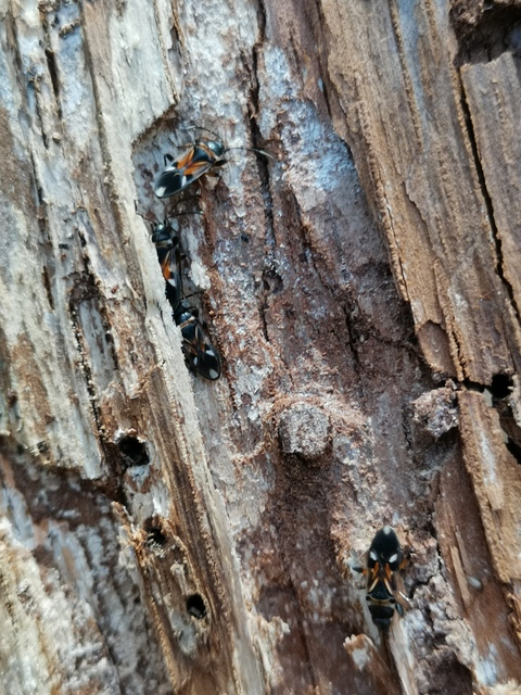 Raglius alboacuminatus - tarka díszesbodobács