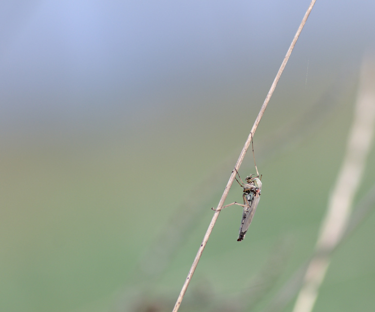 Chironominae