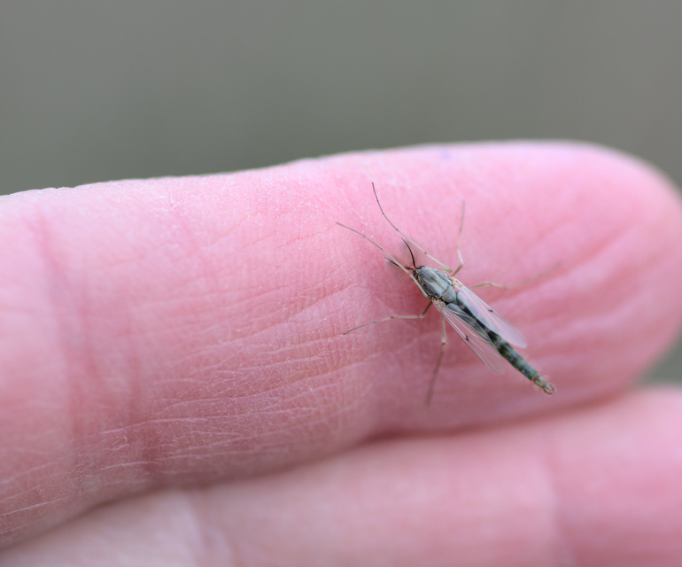 Chironominae