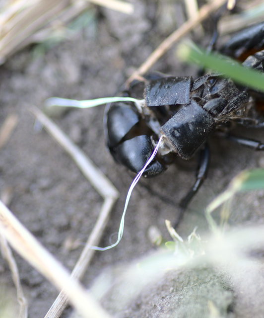 Gryllus campestris - mezei tücsök