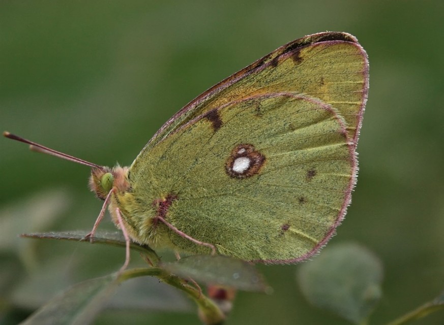 Colias croceus - sáfránylepke