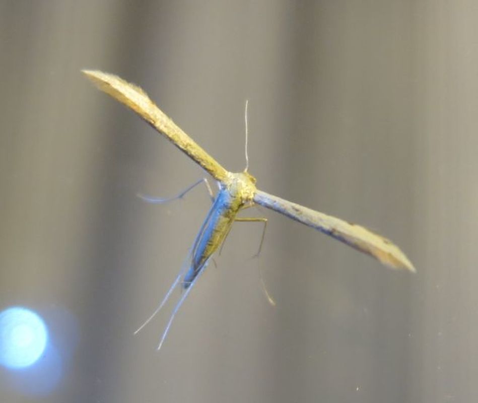 Adaina microdactyla - sédkender-tollasmoly