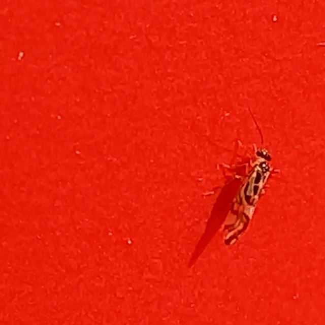Graphopsocus cruciatus