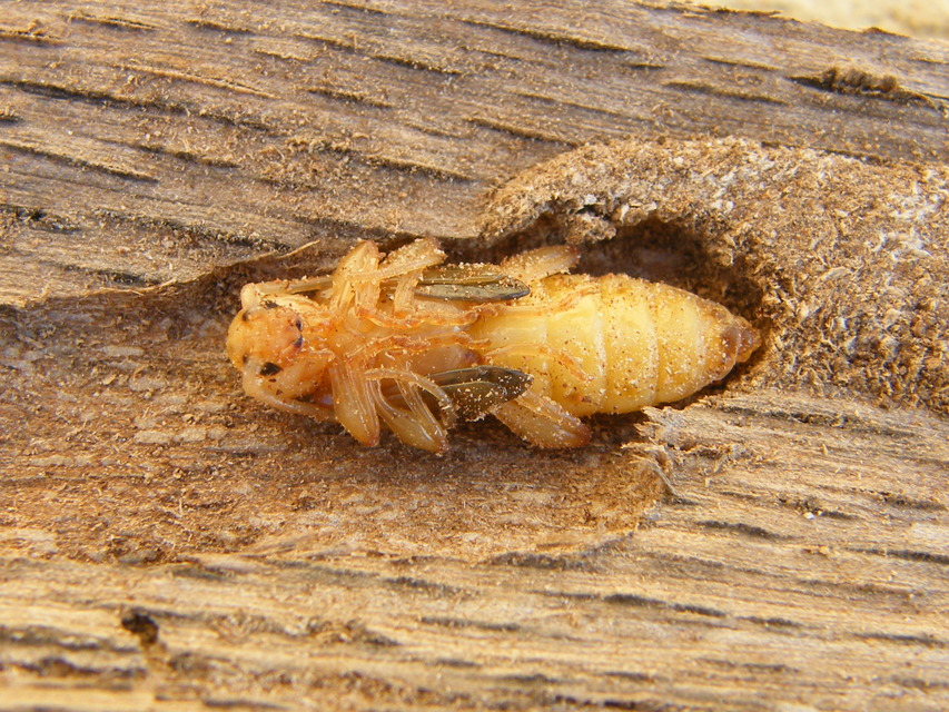 Phymatodes testaceus - változékony korongcincér Phymatodes testaceus - változékony korongcincér
