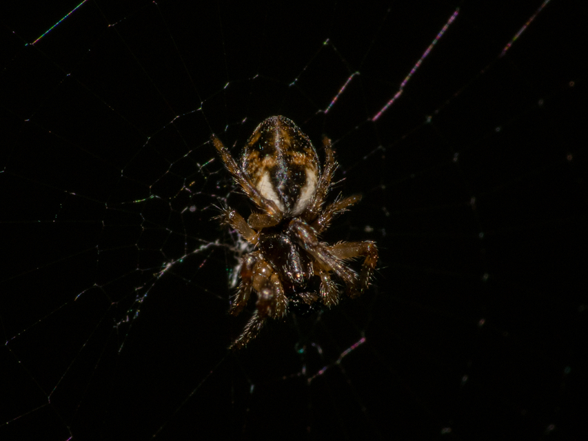 Cyclosa conica - csúcsos keresztespók