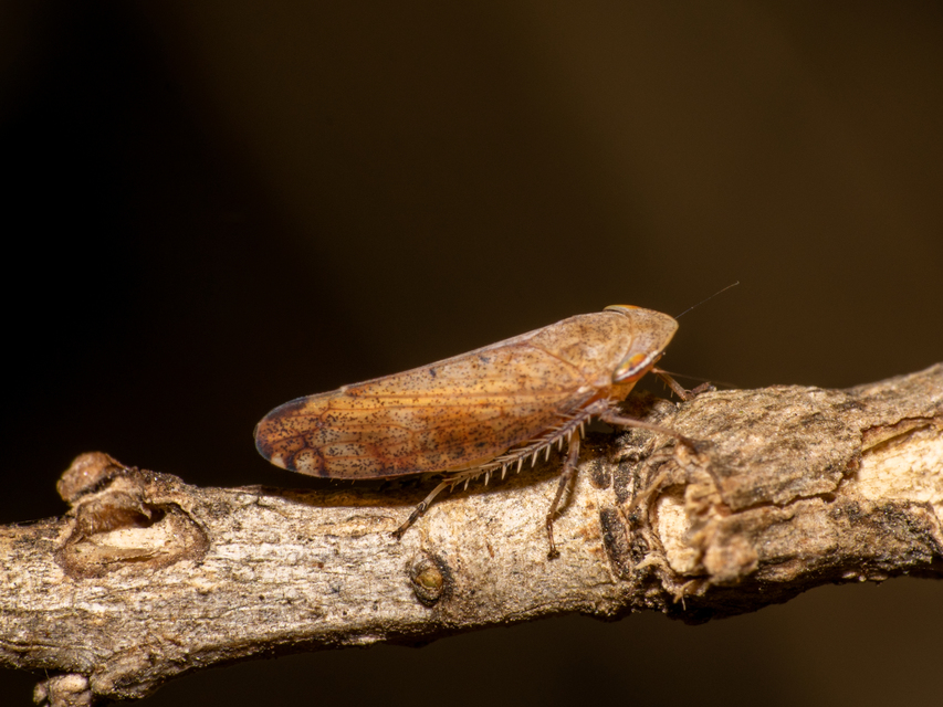 Fieberiella florii