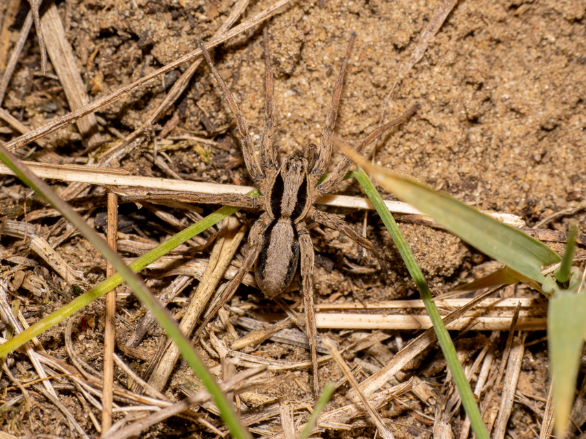 Alopecosa striatipes/mariae