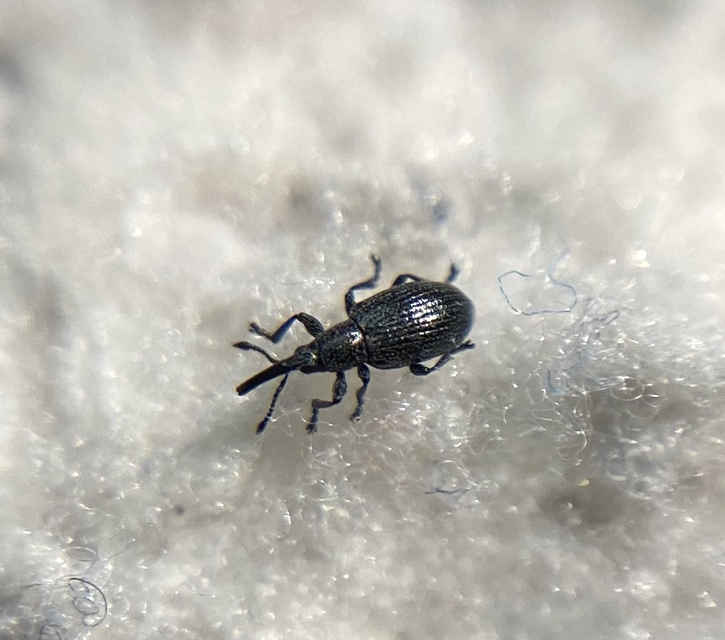 Diplapion confluens - vésetthomlokú cickányormányos
