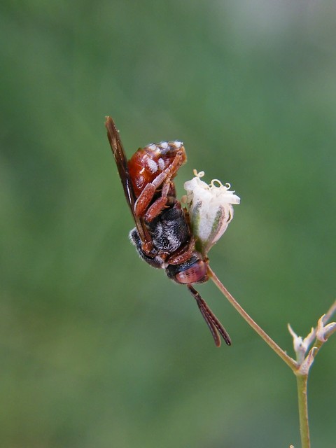 Hymenoptera - Hártyásszárnyúak