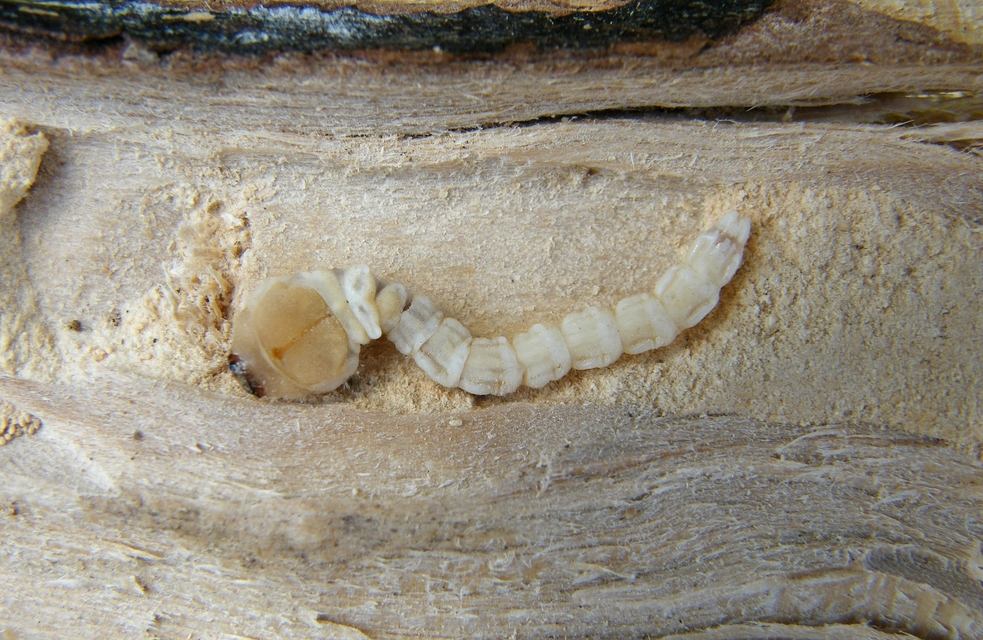 Dicerca berolinensis - bükkfa-díszbogár