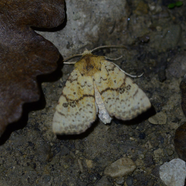 Tiliacea sulphurago - kénes sárgabagoly