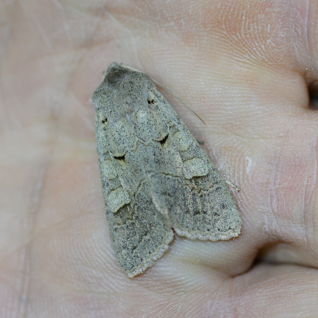Ammoconia caecimacula - szürke őszibagoly