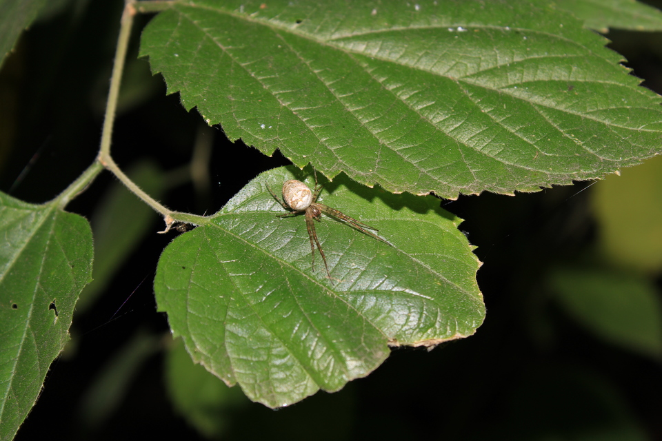 Metellina segmentata/mengei