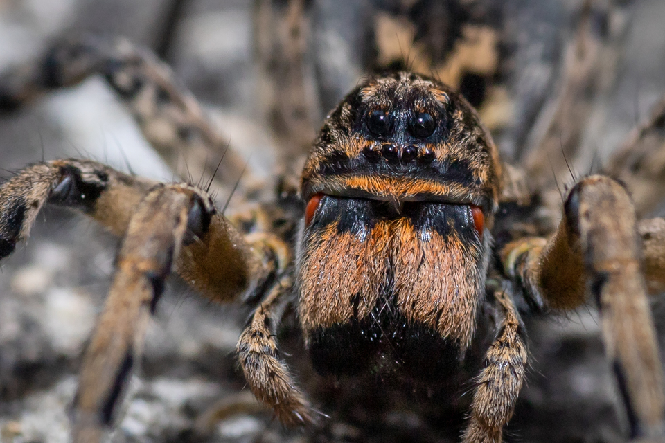 Geolycosa vultuosa - pokoli cselőpók