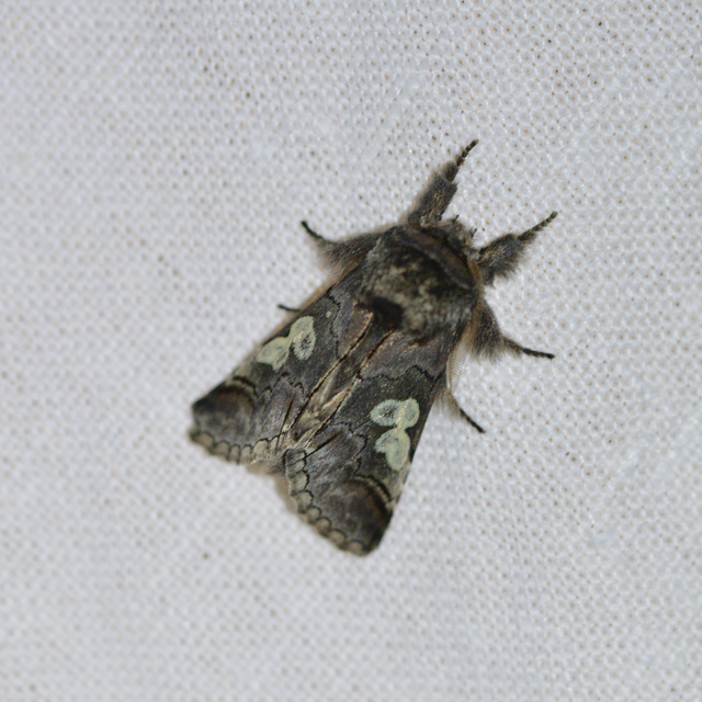 Diloba caeruleocephala - őszi kékesbagoly