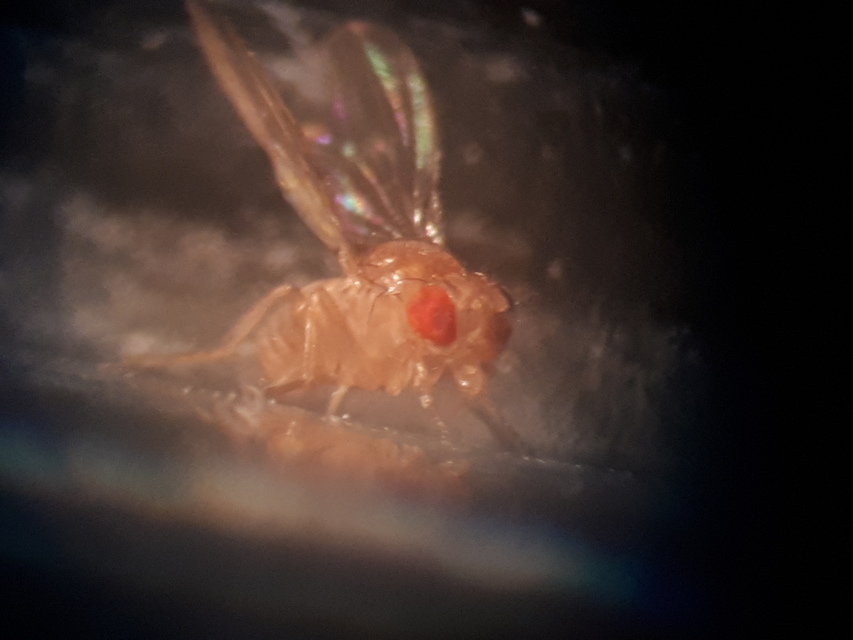 Drosophilidae - muslicafélék