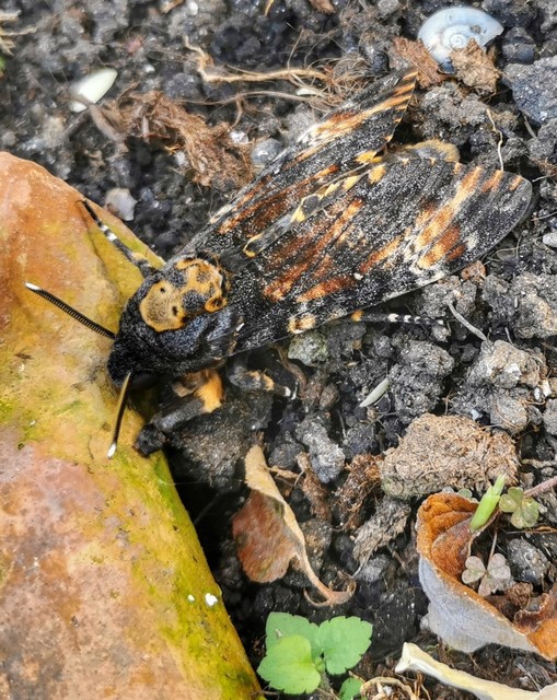 Acherontia atropos - halálfejes lepke