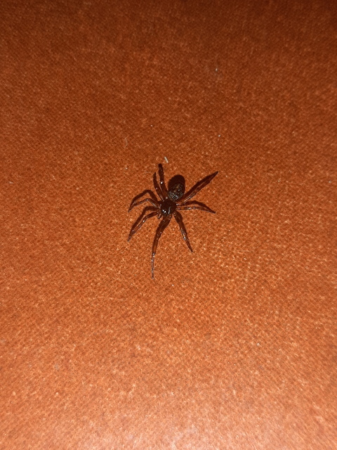 Steatoda bipunctata - kétpettyes faggyúpók