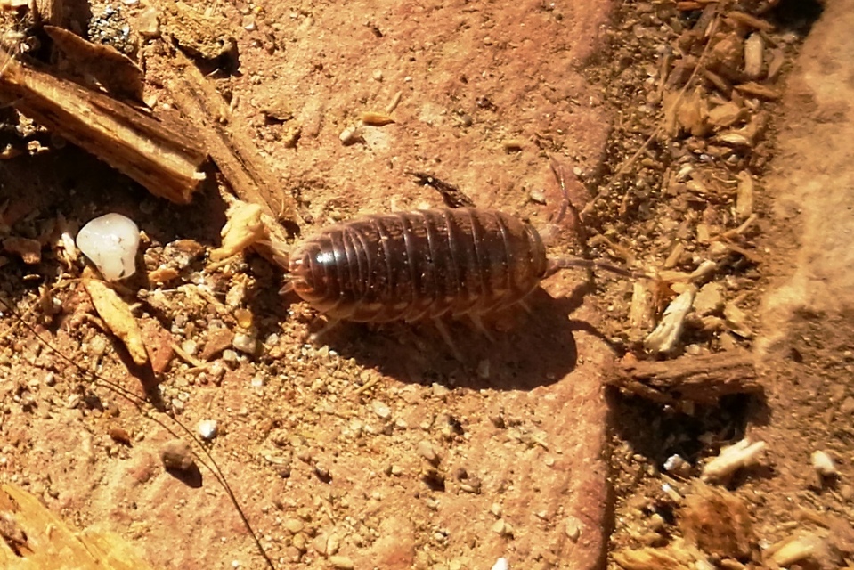 Cylisticus convexus - álgömbászka