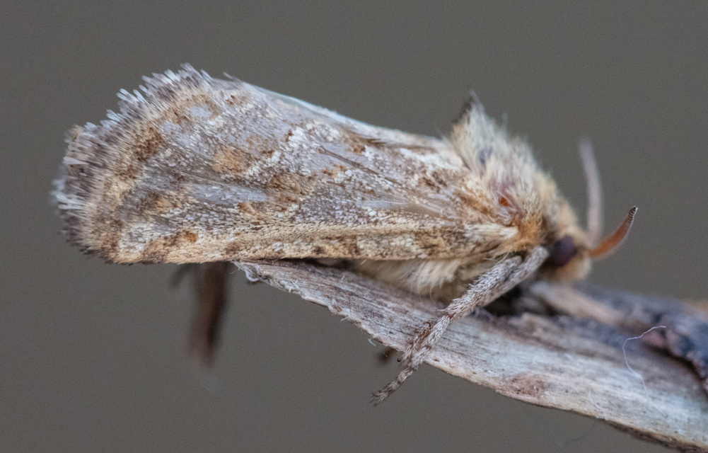 Triodia adriatica