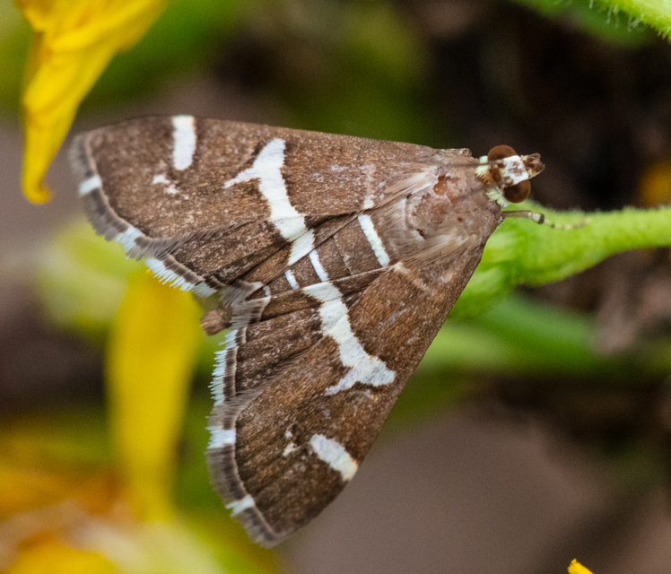 Spoladea recurvalis - trópusi tűzmoly
