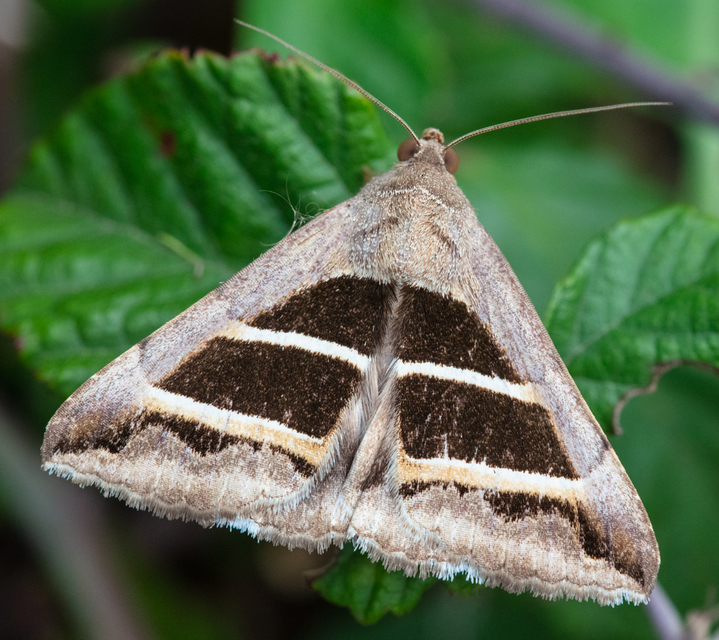 Grammodes bifasciata - kétsávos övesbagoly
