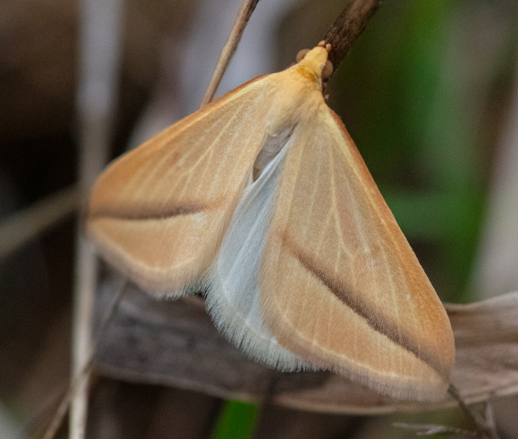 Rhodometra sacraria - rózsacsíkos araszoló